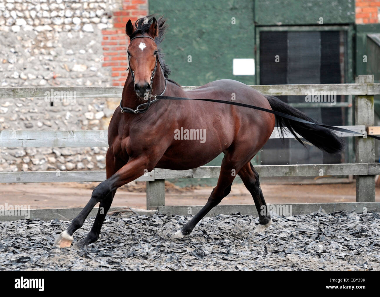 I giovani di cavalli da corsa essendo addestrati. Foto Stock