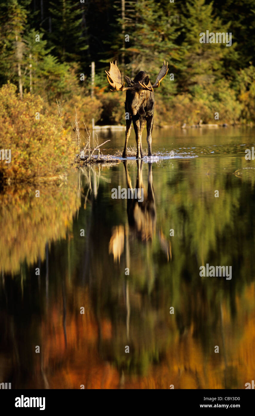 Bull Moose e riflessi di autunno Foto Stock