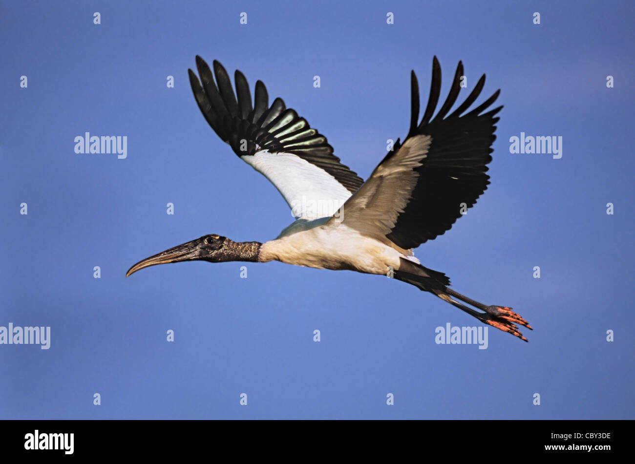 Il legno di cicogna in volo tropicale Foto Stock