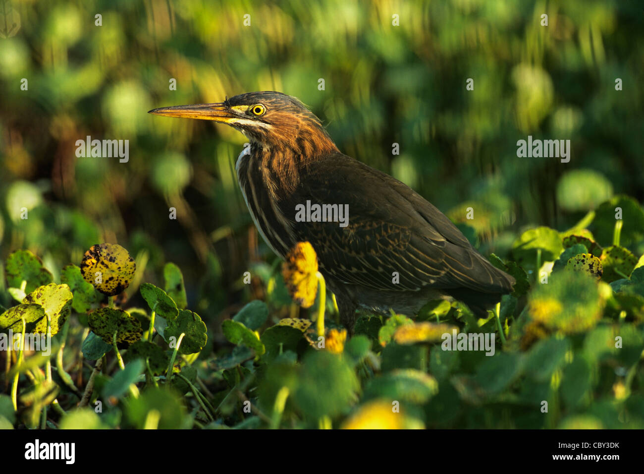 Verde-backed Heron nella bellissima Lightn Foto Stock