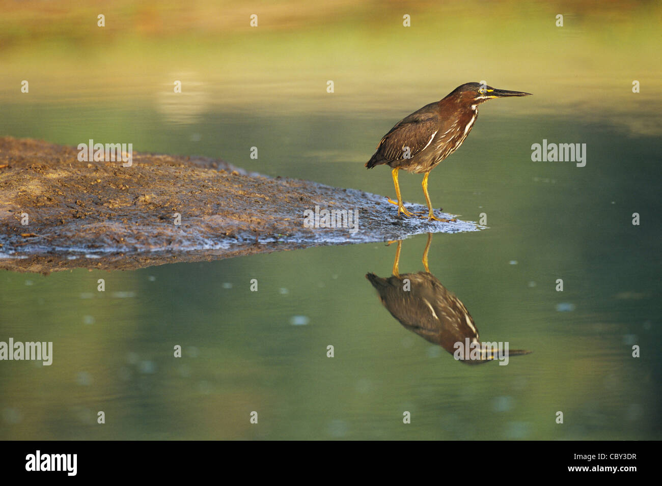 Verde-backed Heron Sunrise riflessione Foto Stock