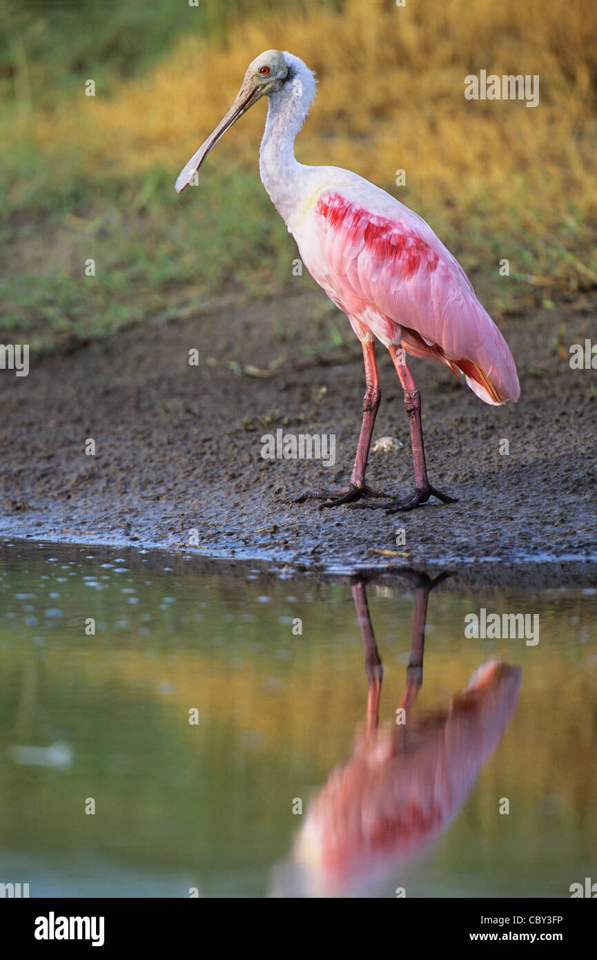 Roseate Spoonbill sul bordo del fiume Foto Stock