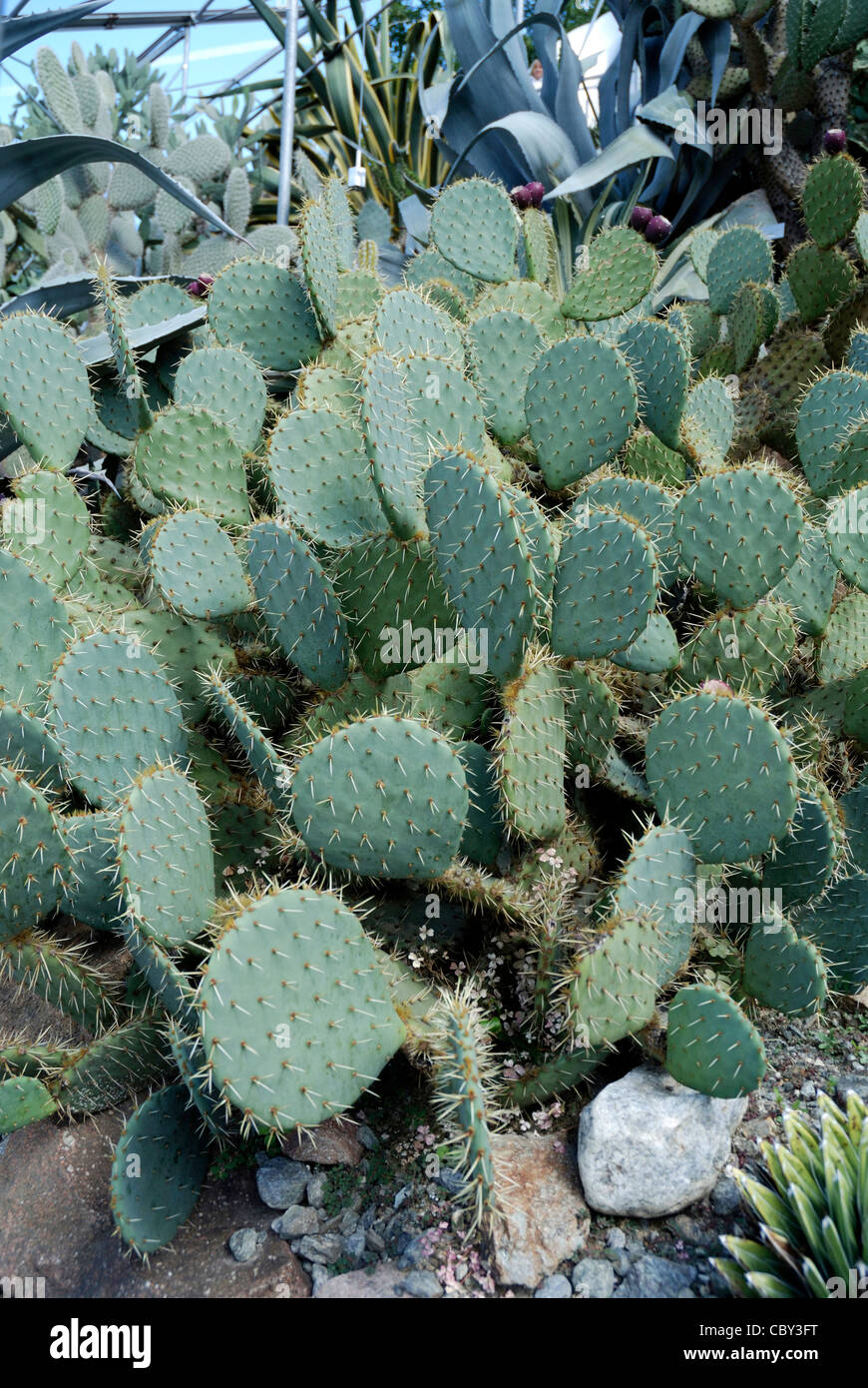 Il Cactus Opuntia ficus indica nel Giardino Botanico di Merano. Foto Stock