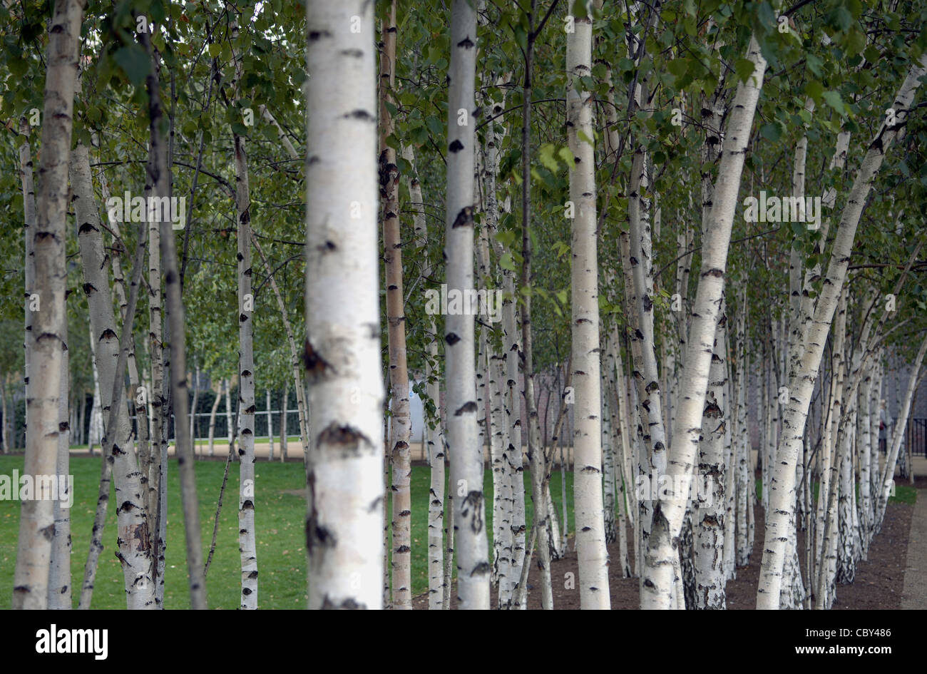 Argento di betulle al di fuori della Tate Modern Building sulla riva sud del fiume Tamigi a Londra. Foto Stock