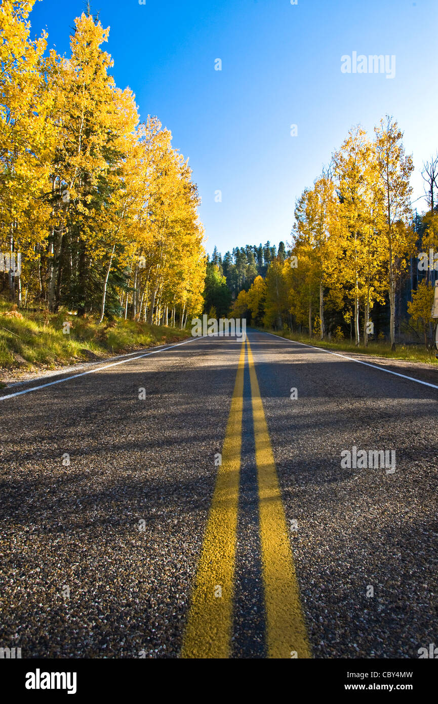 Strada panoramica per Imperial Point a bordo Nord del Parco Nazionale del Grand Canyon, Arizona. Stati Uniti d'America Foto Stock