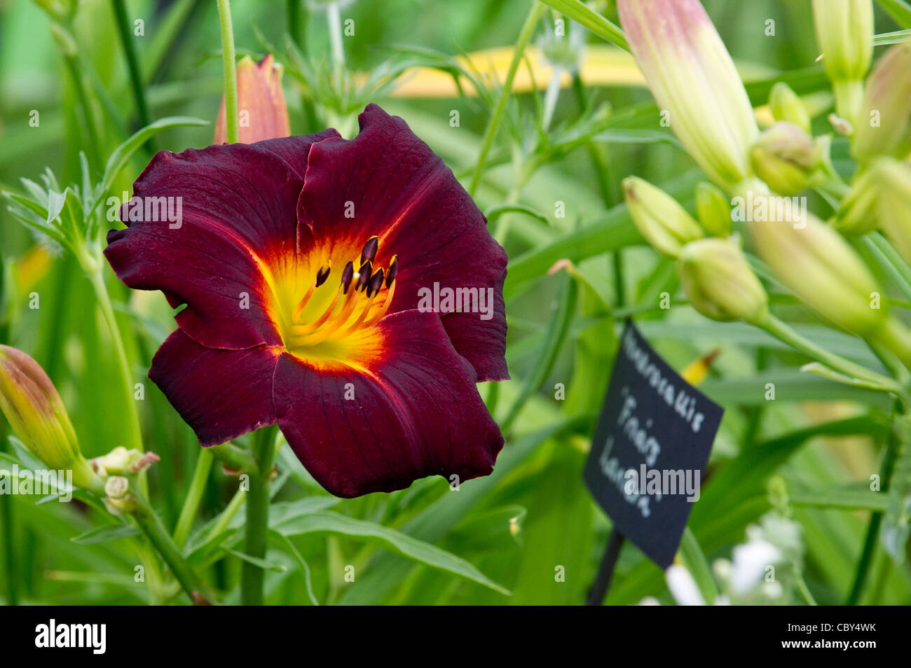 Close-up di gigli sul Display presso il Royal Hampton Court Flower Show Foto Stock