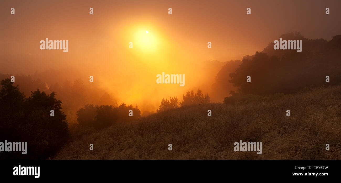 Foggy drammatico tramonto nelle montagne di Santa Cruz di California. In particolare, un lato di una collina in russo Ridge Spazio aperto Foto Stock