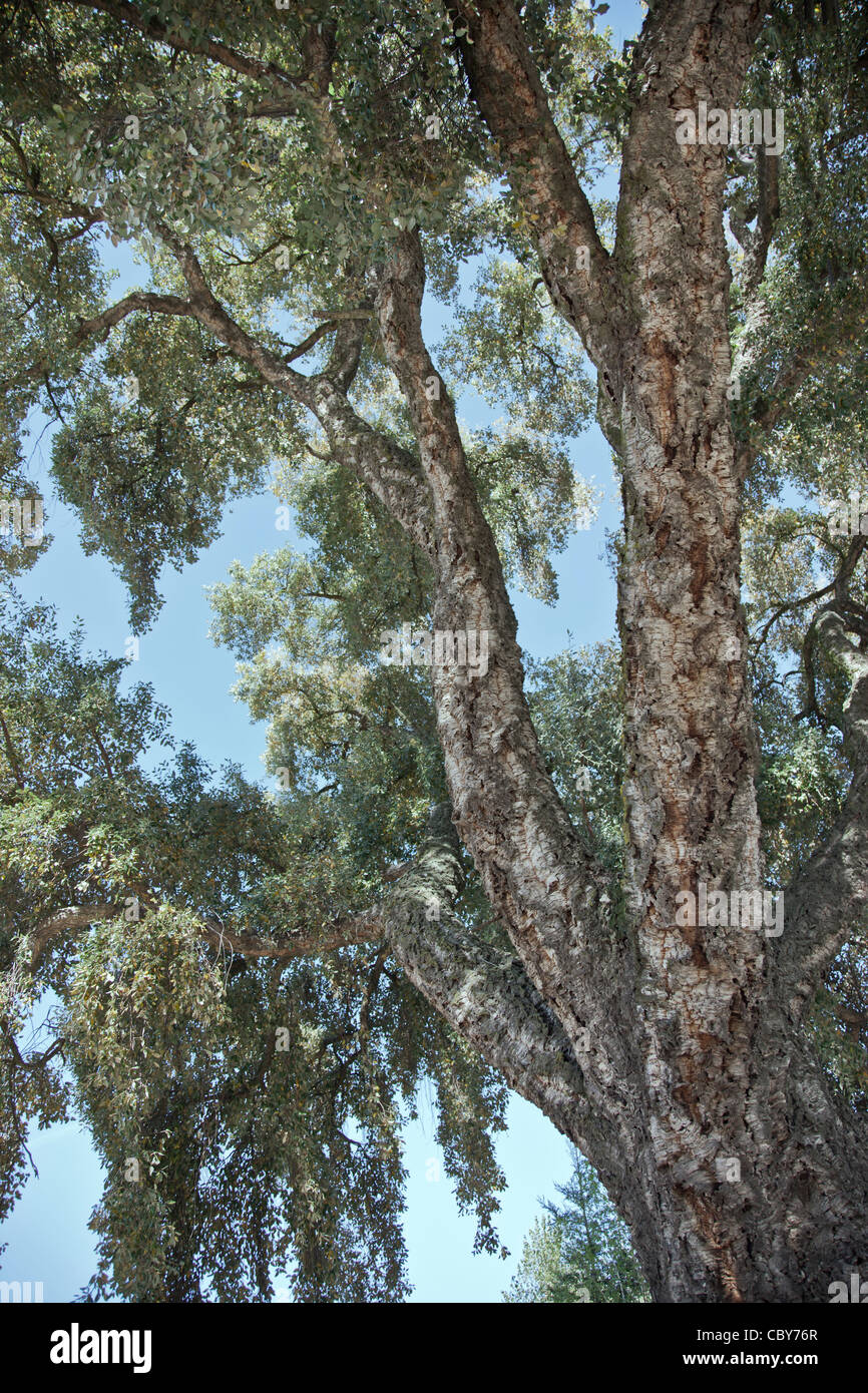Coppia Cork Oak tree. Foto Stock