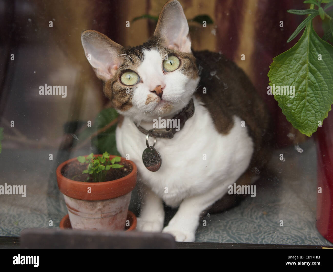 Il Pet cat in finestra, Brooklyn, New York Foto Stock