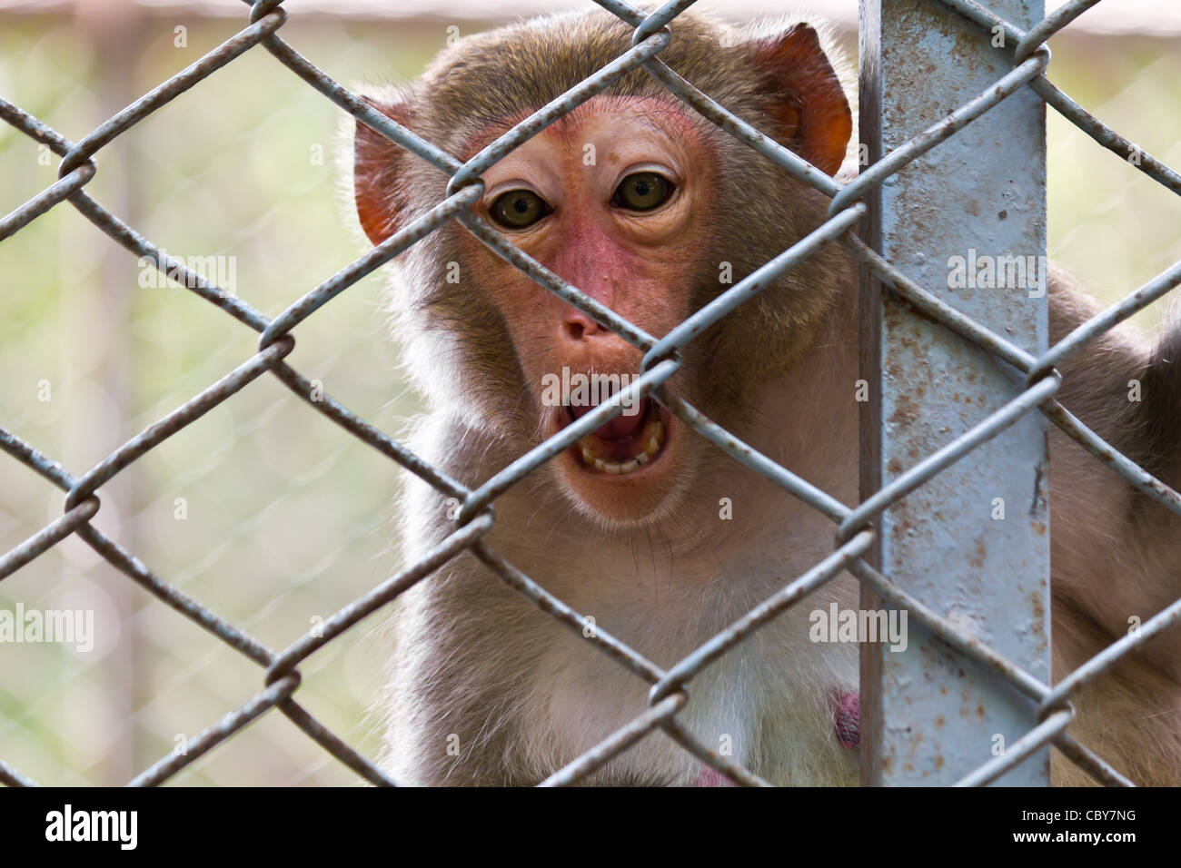 Triste scimmia nella gabbia di zoo Foto Stock