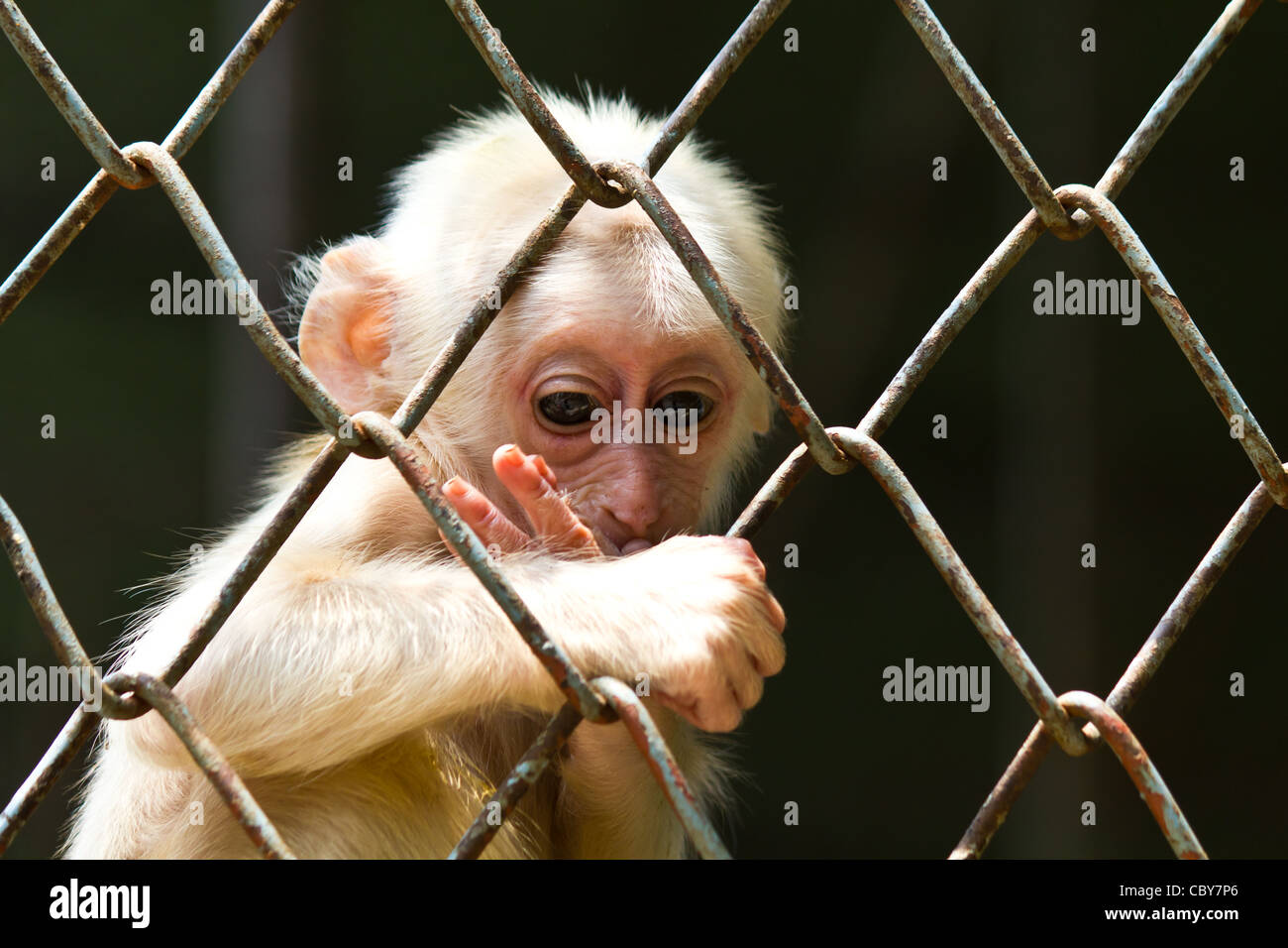 Triste piccola scimmia nella gabbia di zoo Foto Stock