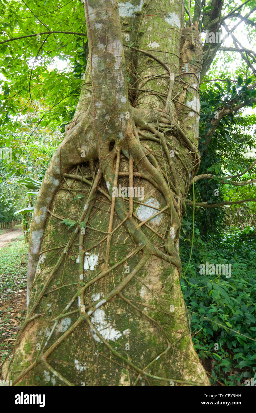 Strangler Fig Tree Hacienda Baru Costa Rica Dominical Foto Stock