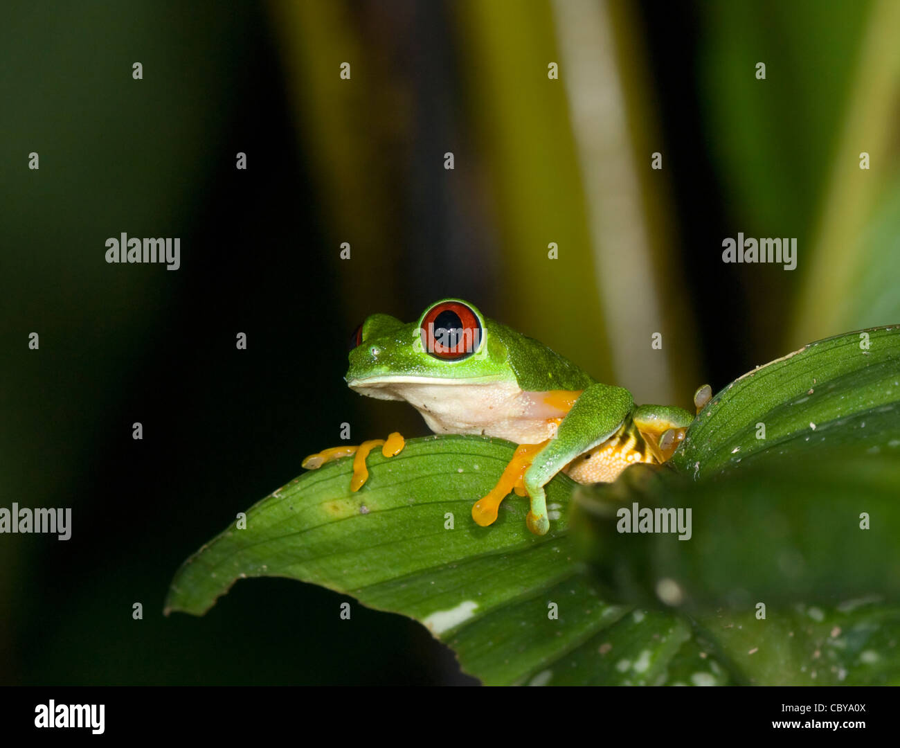 Red-eyed Raganella Agalychnis callidryas Costa Rica Foto Stock