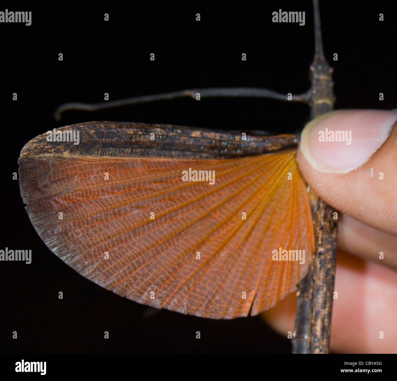 Dettagli dell'ala di un bastone da passeggio di insetto, Manuel Antonio, Costa Rica Foto Stock
