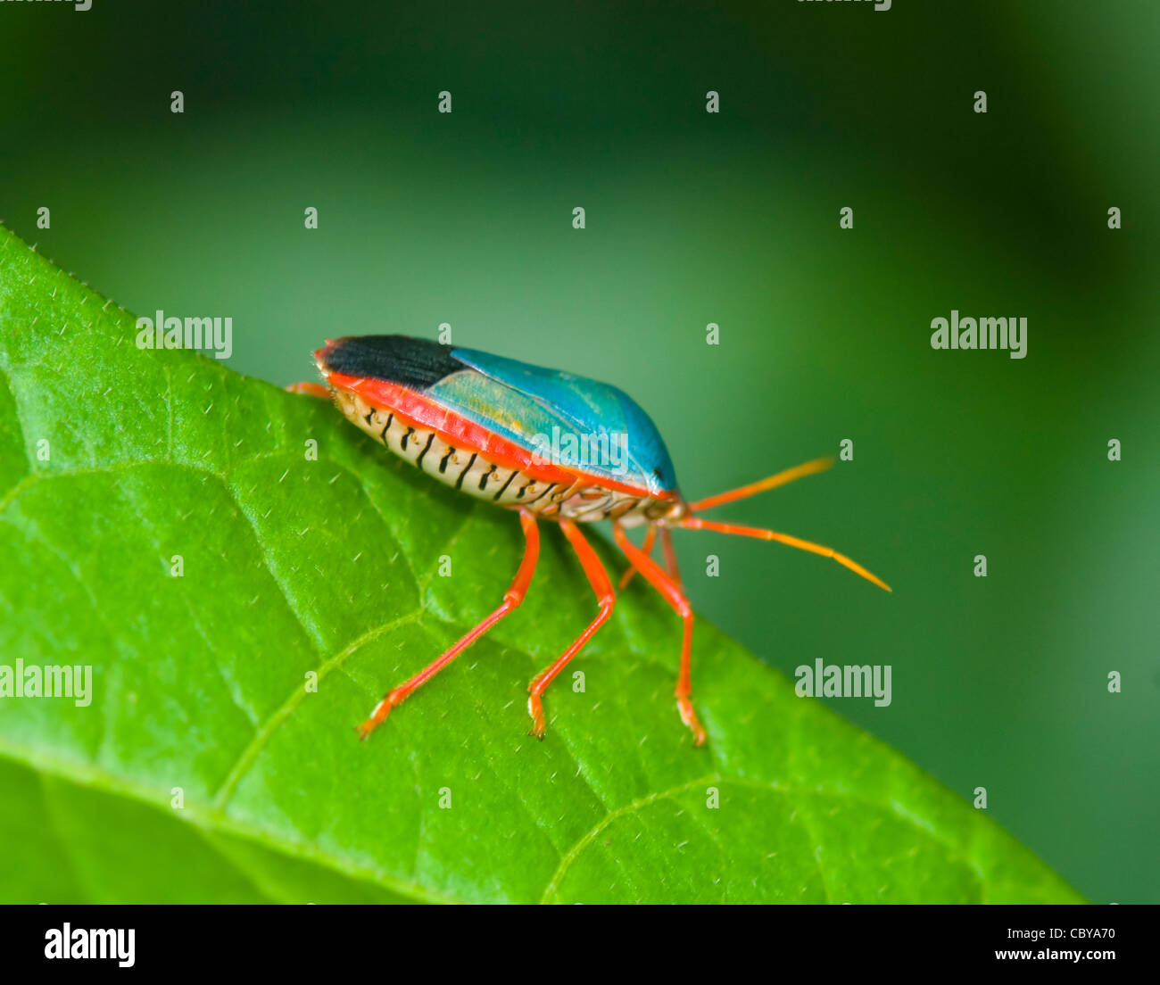 Red-gambe Stink Bug (Edessa rutomarginata), Costa Rica Foto Stock