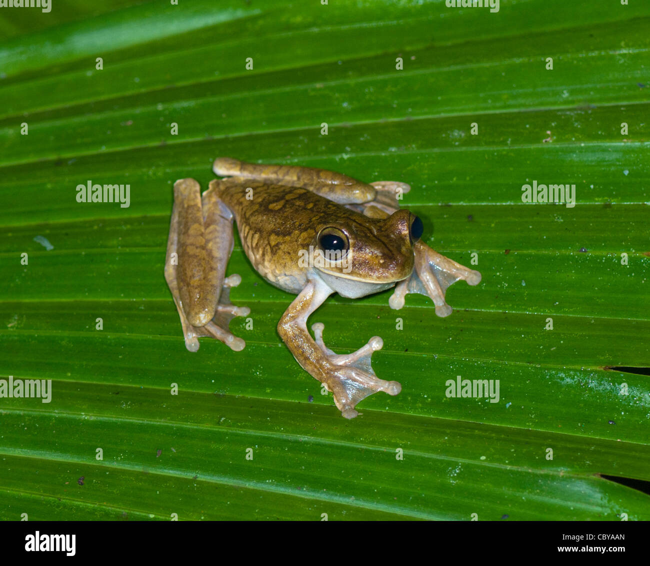 Gladiator Frog (Hyla rosenbergi), Manuel Antonio, Costa Rica Foto Stock