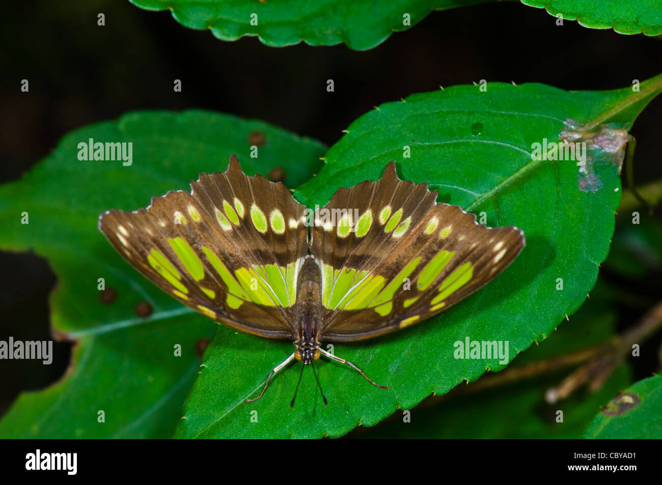 Malachite Butterfly (Siproeta stelenes), Manuel Antonio, Costa Rica Foto Stock