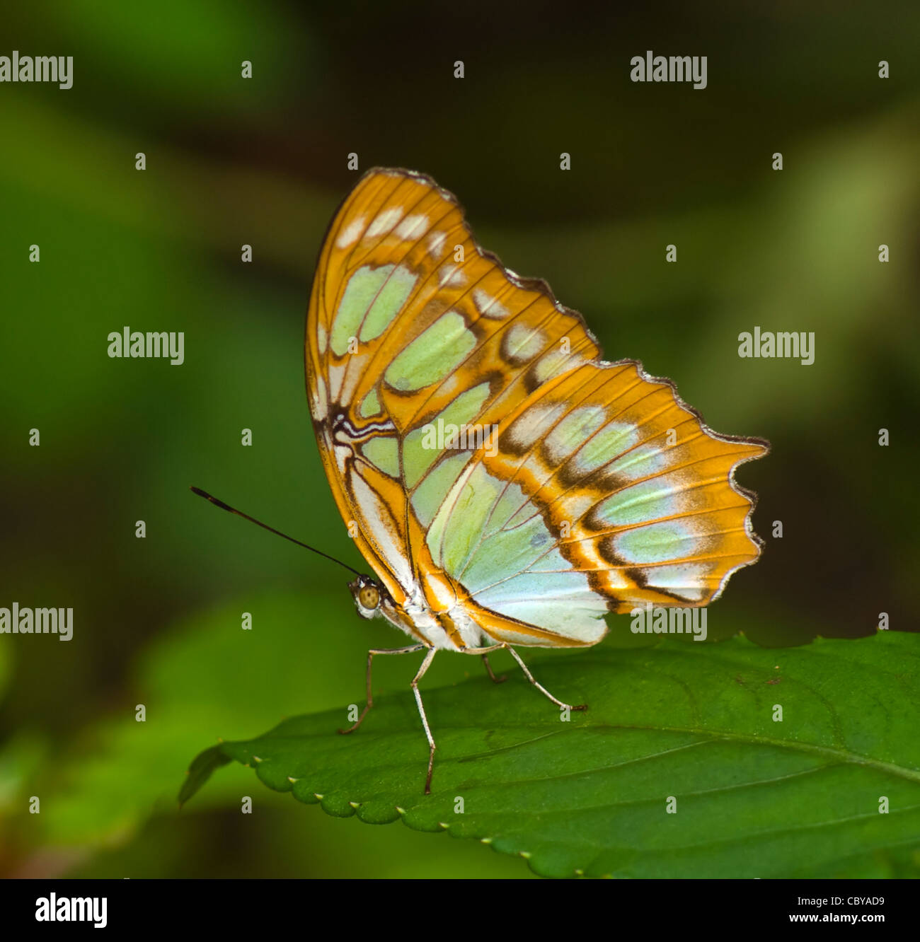 Malachite Butterfly (Siproeta stelenes), Manuel Antonio, Costa Rica Foto Stock