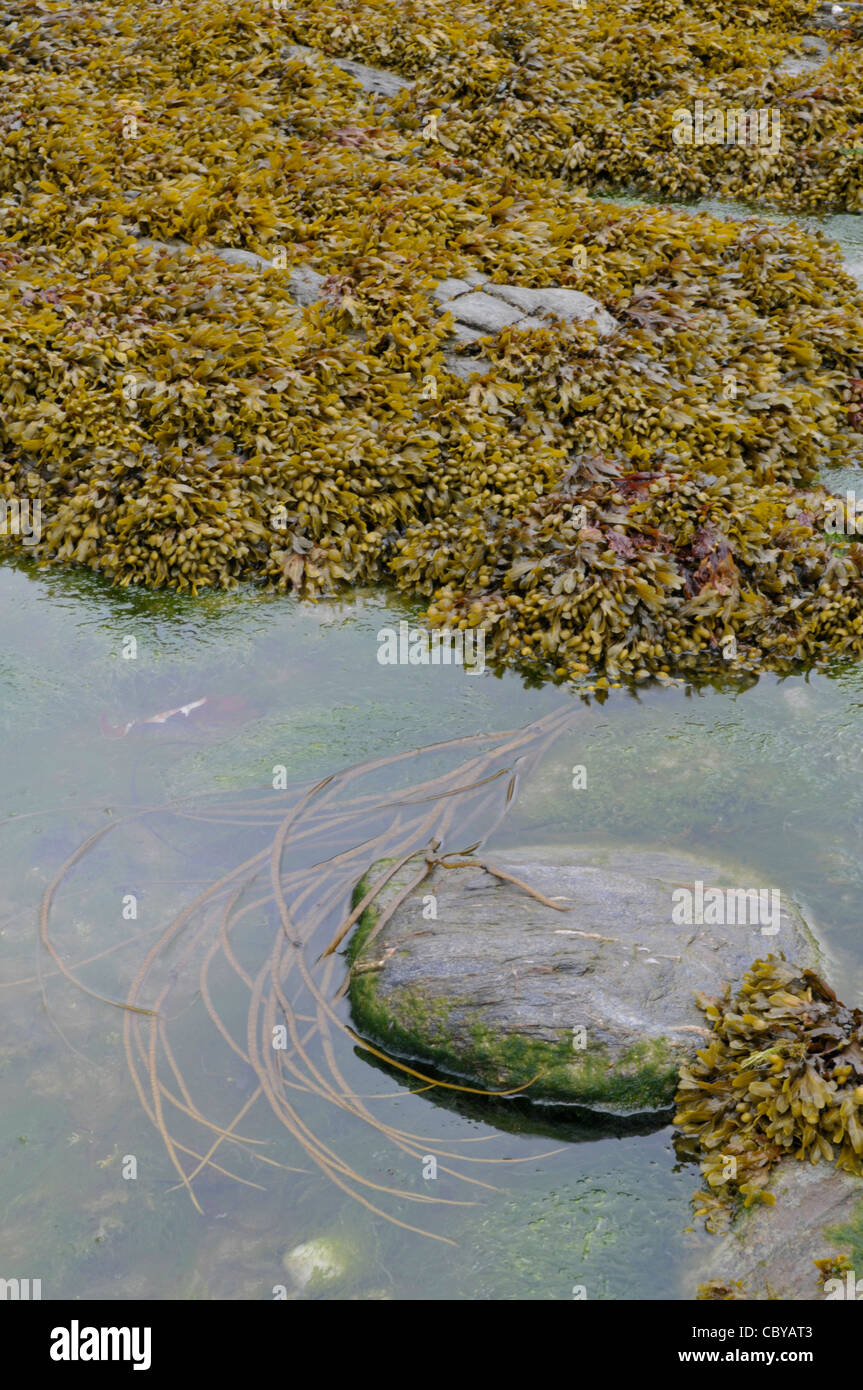 Le alghe in rockpool. Presa senza filtro di polarizzazione, che mostra i riflessi. Accoppiato con immagine: CBYARP Foto Stock