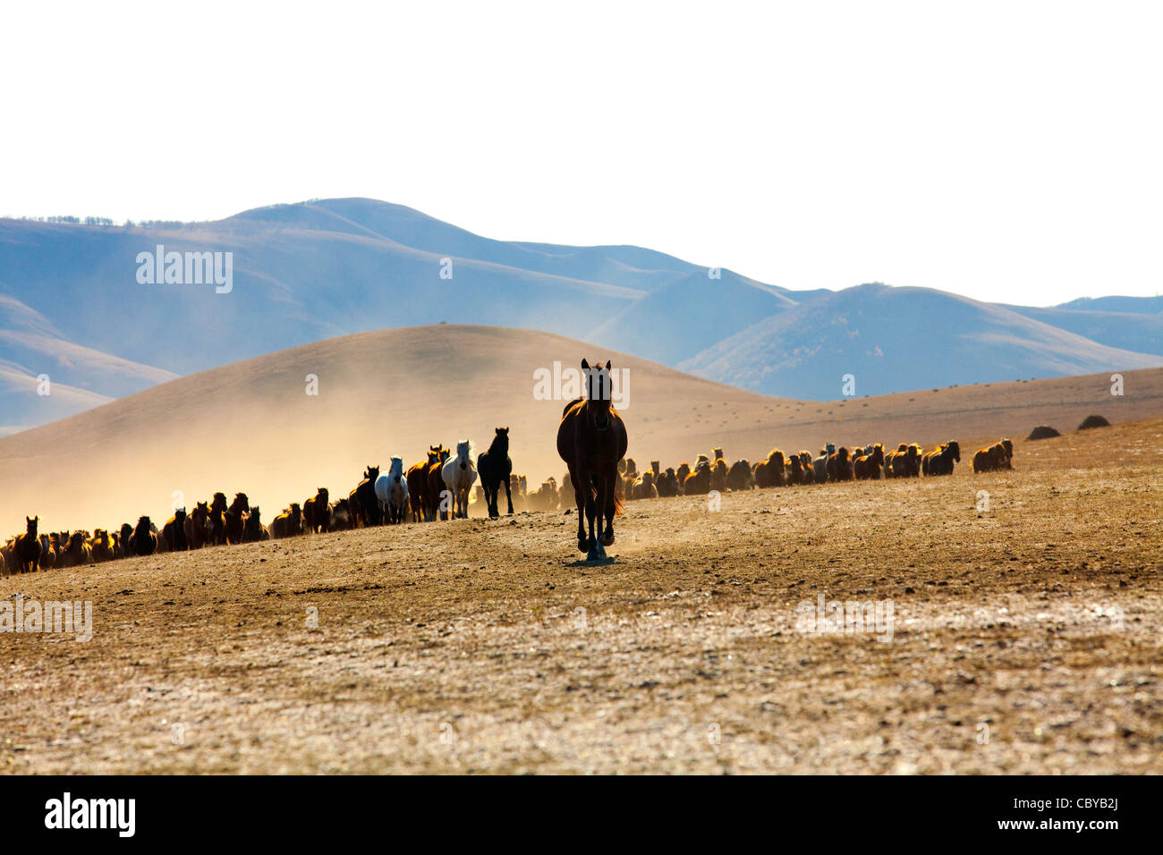 Un allevamento di cavalli in esecuzione in Mongolia interna Foto Stock