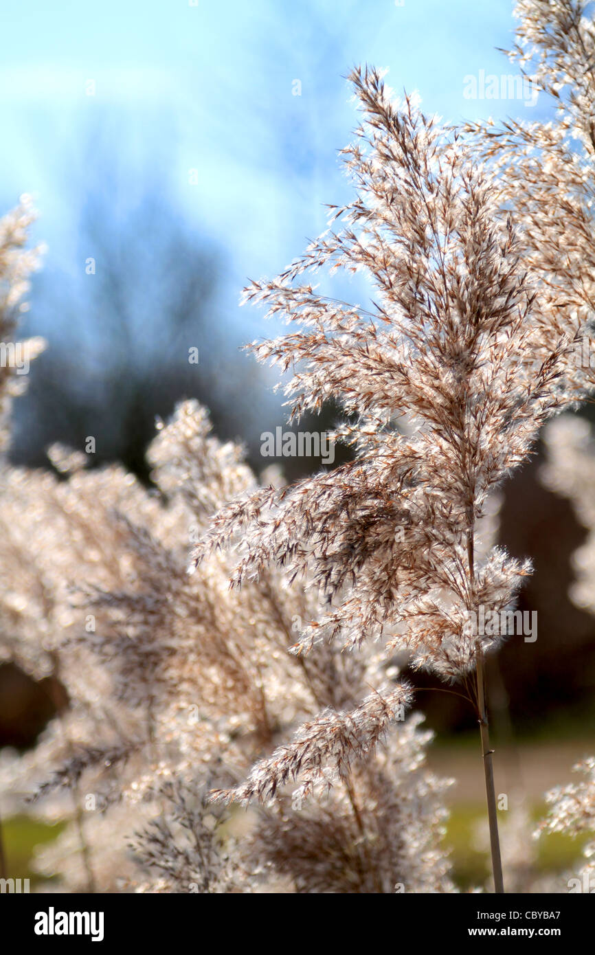 Tall feathery invernale erba in condizioni di luce solare intensa Foto Stock