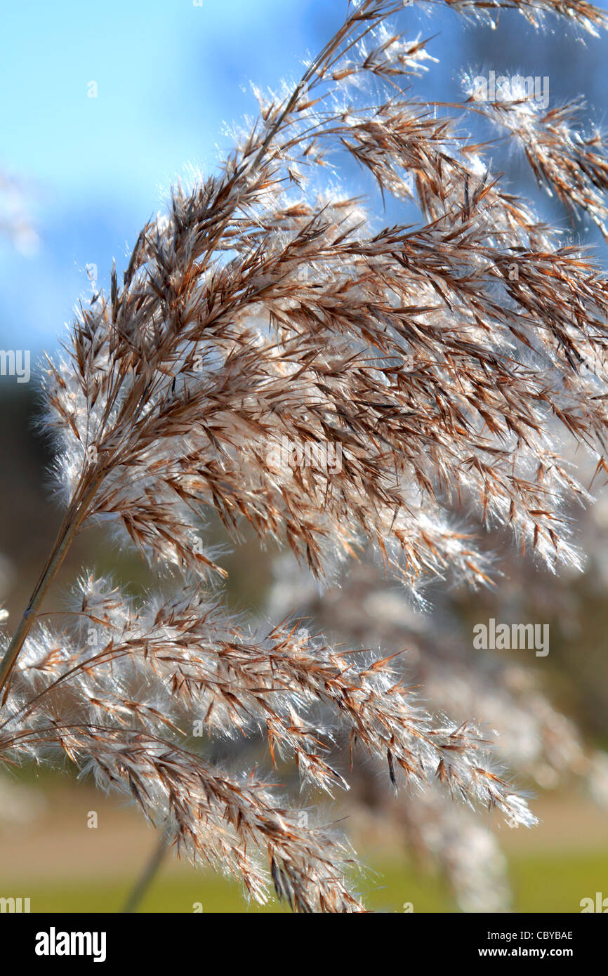 Close up di tall feathery invernale erba in condizioni di luce solare intensa Foto Stock