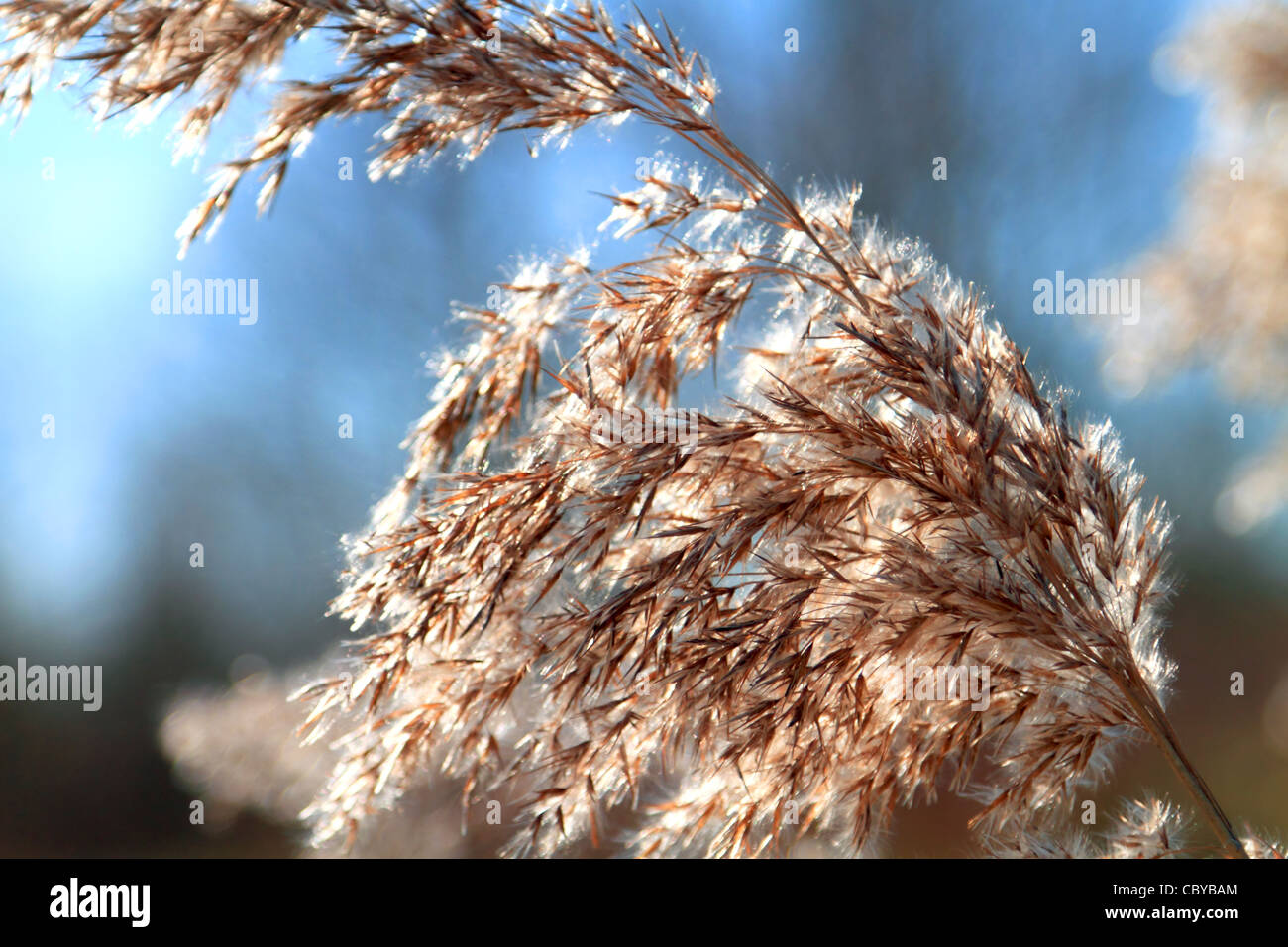 Close up di tall feathery invernale erba in condizioni di luce solare intensa contro un cielo blu Foto Stock