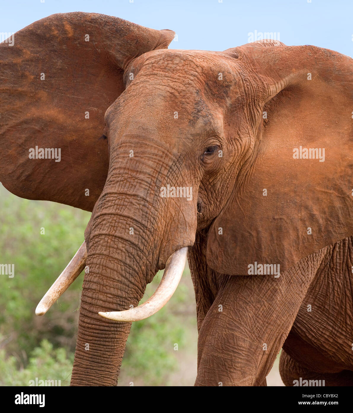 Bull dell' elefante africano Loxodonta africanus sbattimenti enormi orecchie in una blanda minaccia la postura Tsavo National Park in Kenya Foto Stock