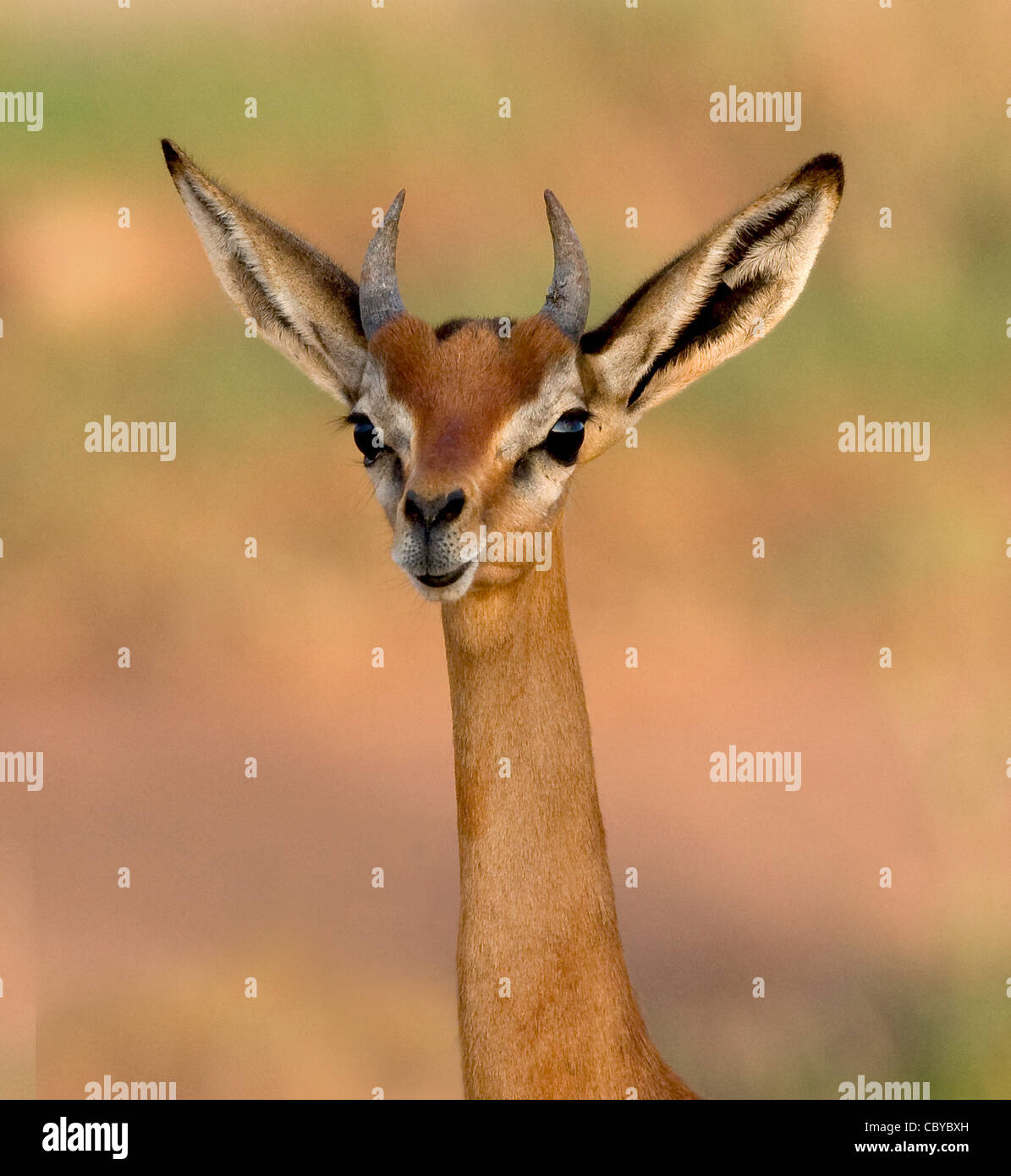 Ritratto di un giovane maschio Gerenuk Litocranius walleri nel Parco Nazionale Tsavo Kenya meridionale che mostra le corna e il coniglio come le orecchie Foto Stock