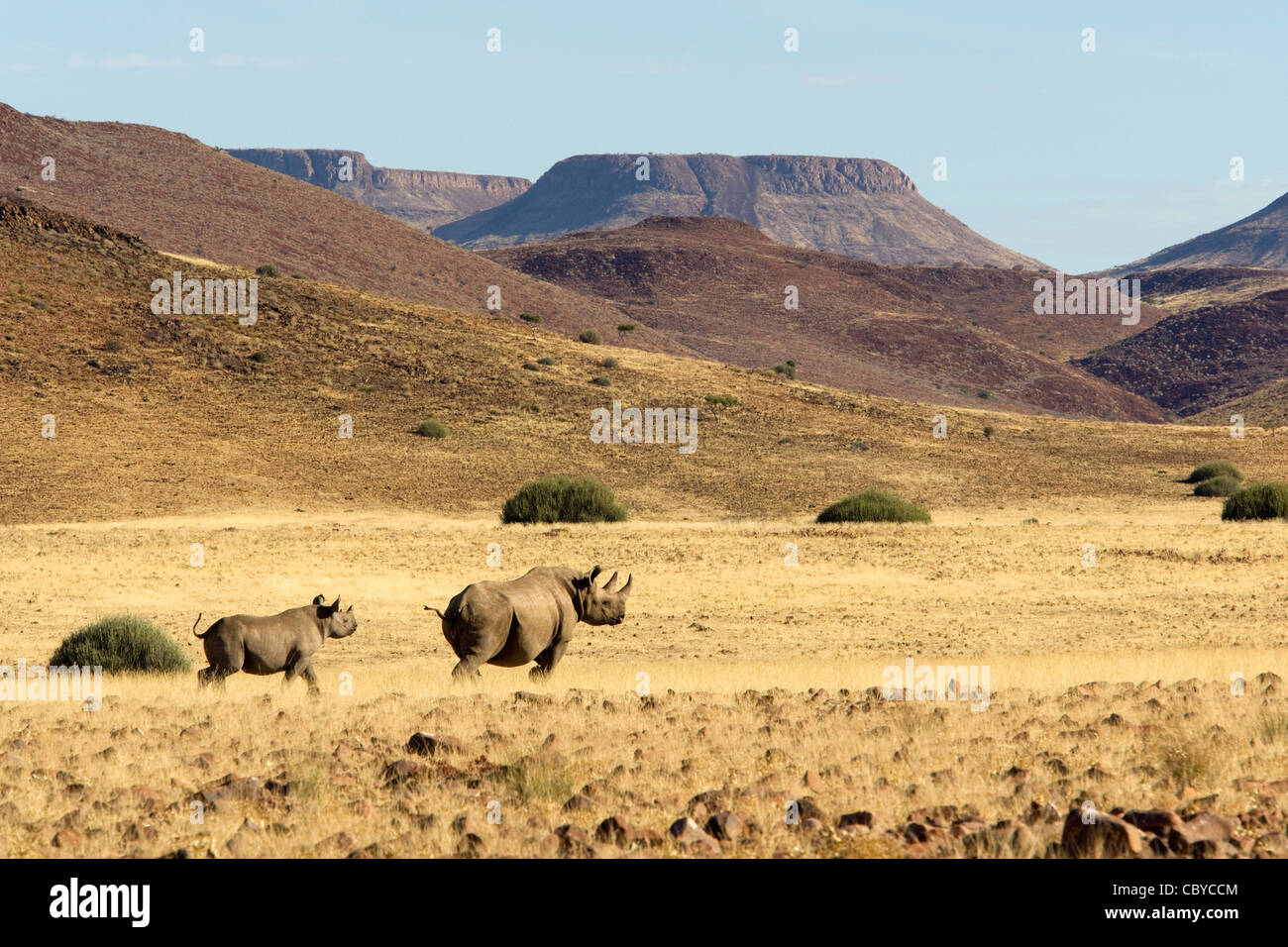 Il rinoceronte nero - Torra Conservancy - vicino a Wereldsend, Regione di Kunene, Namibia, Africa Foto Stock Il rinoceronte nero - Torra Conservancy - vicino a Wereldsend, Regione di Kunene, Namibia, Africa Foto Stock