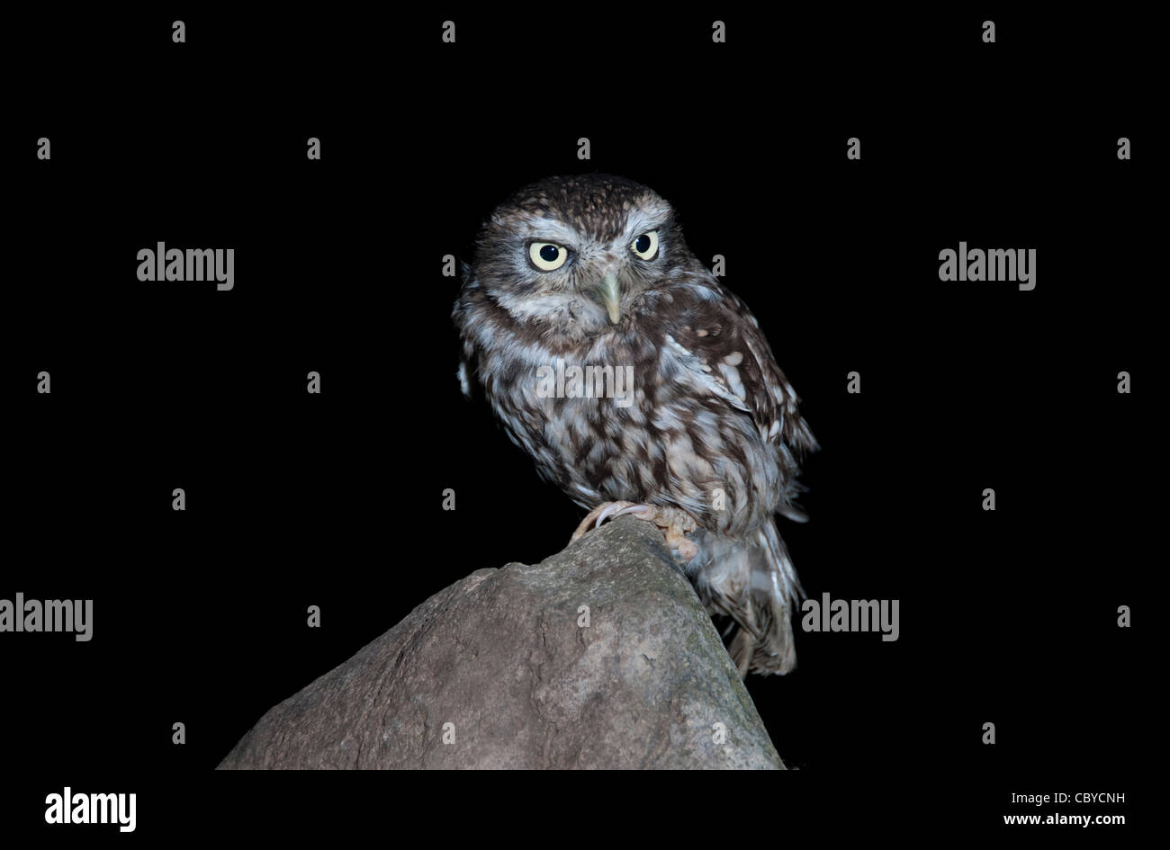 Piccolo gufo seduto su di una pietra di notte Foto Stock