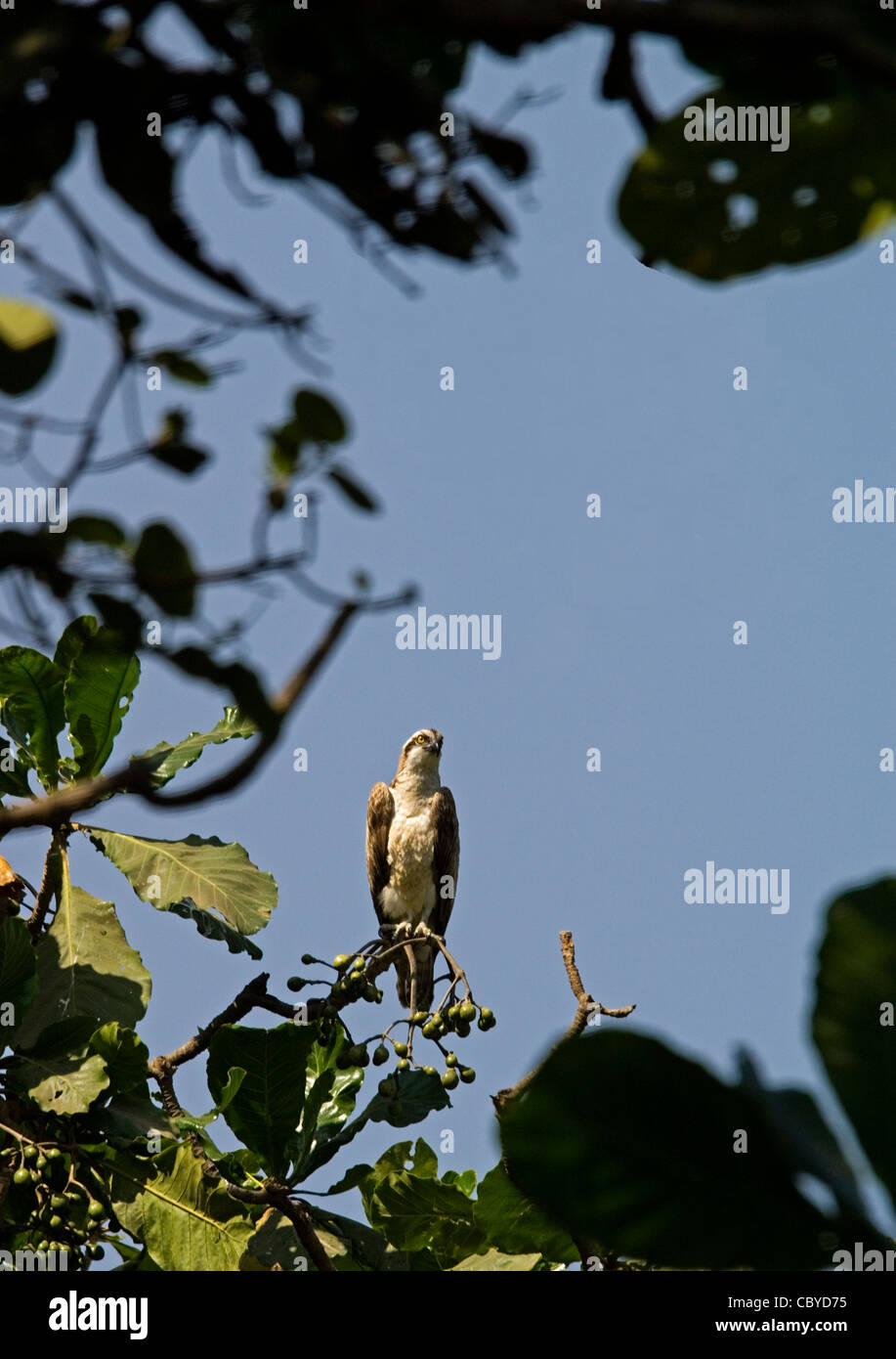 Falco pescatore (Pandion haliaetus) Abuko Riserva Naturale Gambia Africa occidentale Foto Stock