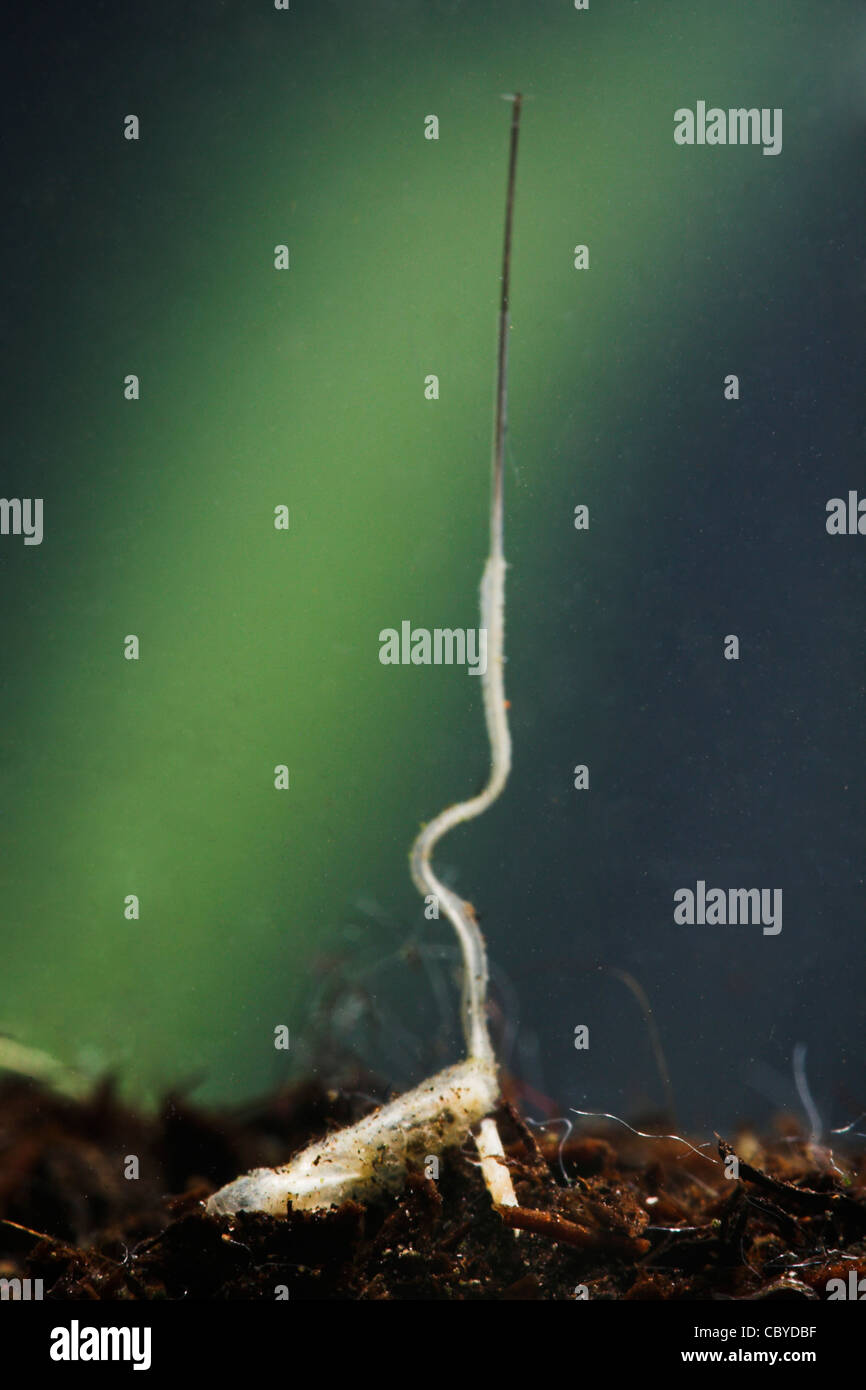 Rat-tailed verme / Hoverfly larva (Eristalis tenax) Foto Stock