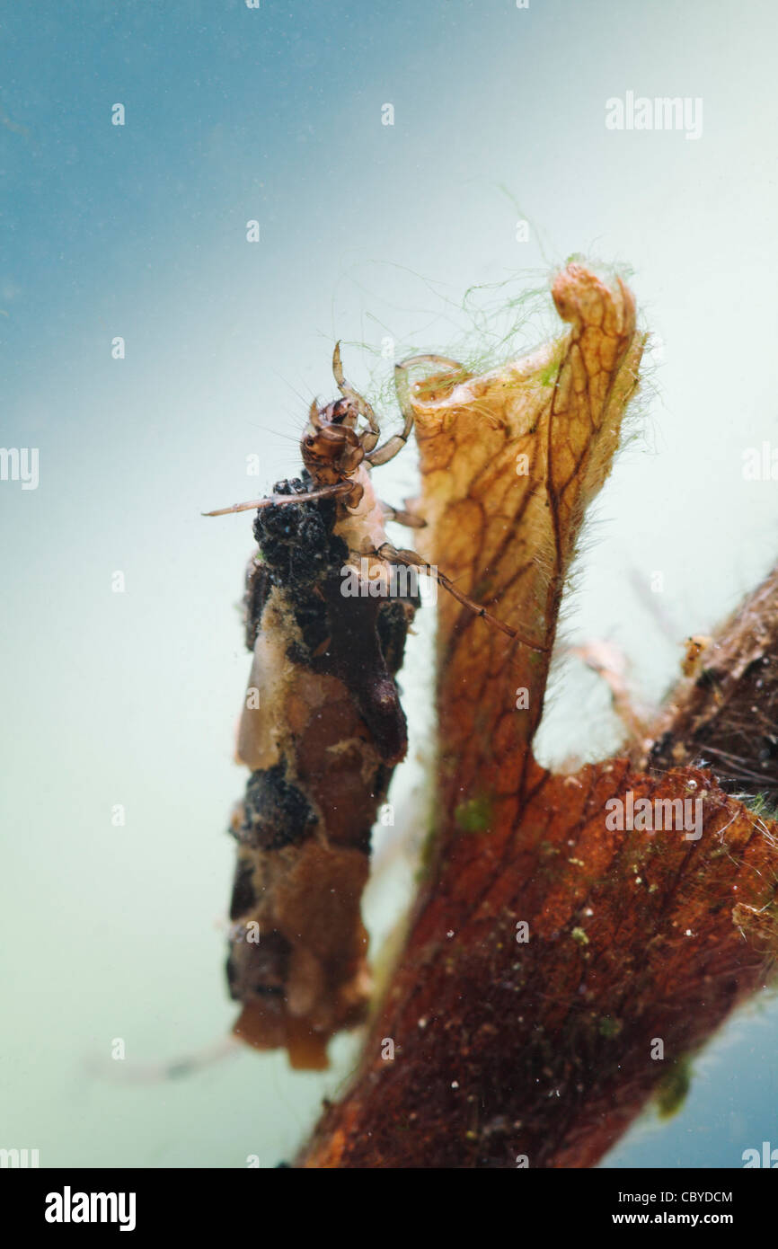 Fly Caddis Larva (eventualmente Phryganea sp) da un flusso di gesso, Sussex, Regno Unito captive Foto Stock