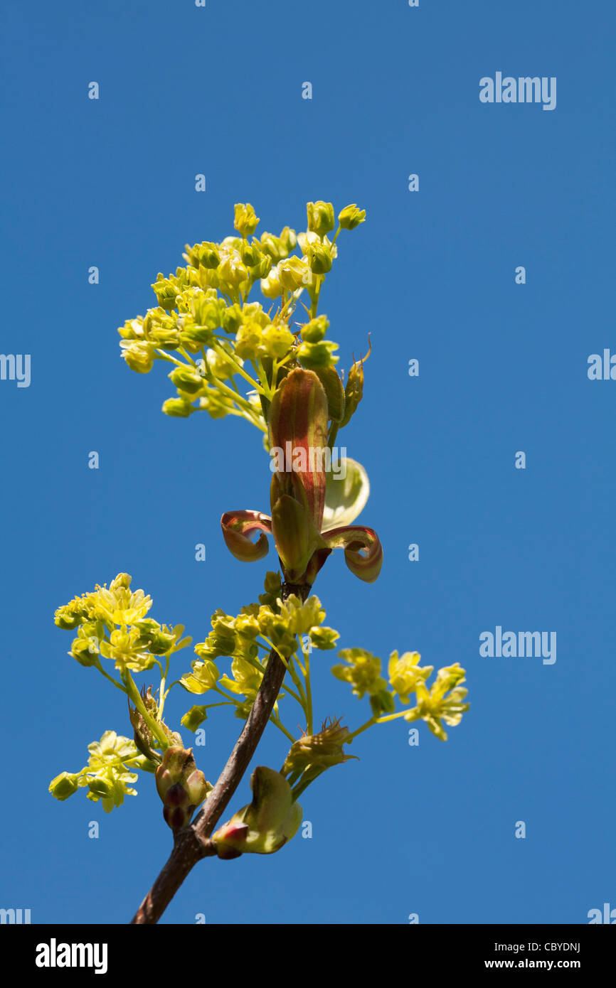 Norvegia Maple fiori in primavera (Acer platanoides) Sussex, Regno Unito Foto Stock