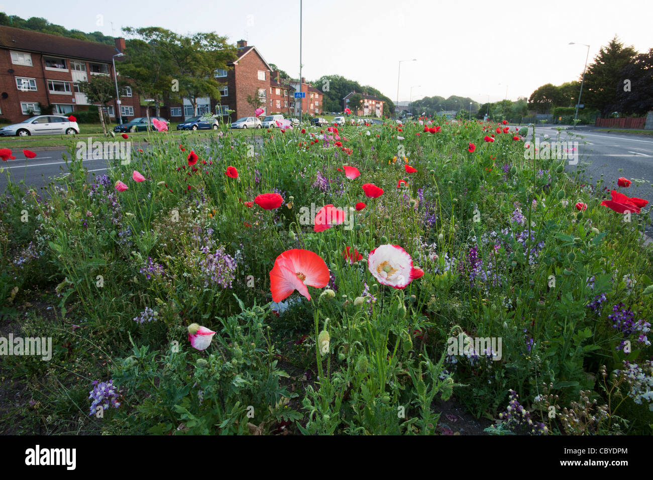 Fiori selvatici (compresi i papaveri e cornflowers) piantato nella centrale di prenotazione/road orlo Brighton, Sussex, Regno Unito Foto Stock