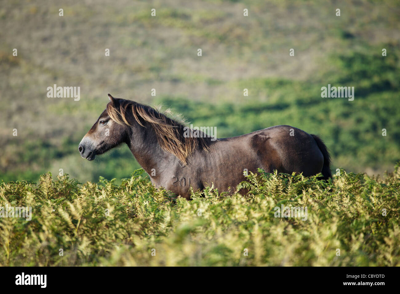 Exmoor Pony Dunkery e boschi di Horner NNR, Somerset, Regno Unito Foto Stock