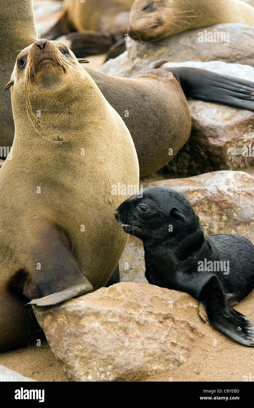 Capo pelliccia sigillo la madre e il bambino - Cape Cross Seal Reserve - vicino a Henties Bay, Namibia, Africa Foto Stock