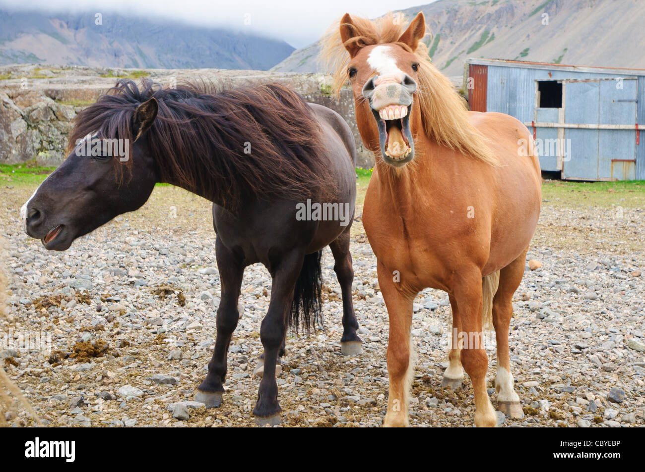 Cavalli islandesi neighing. Foto Stock