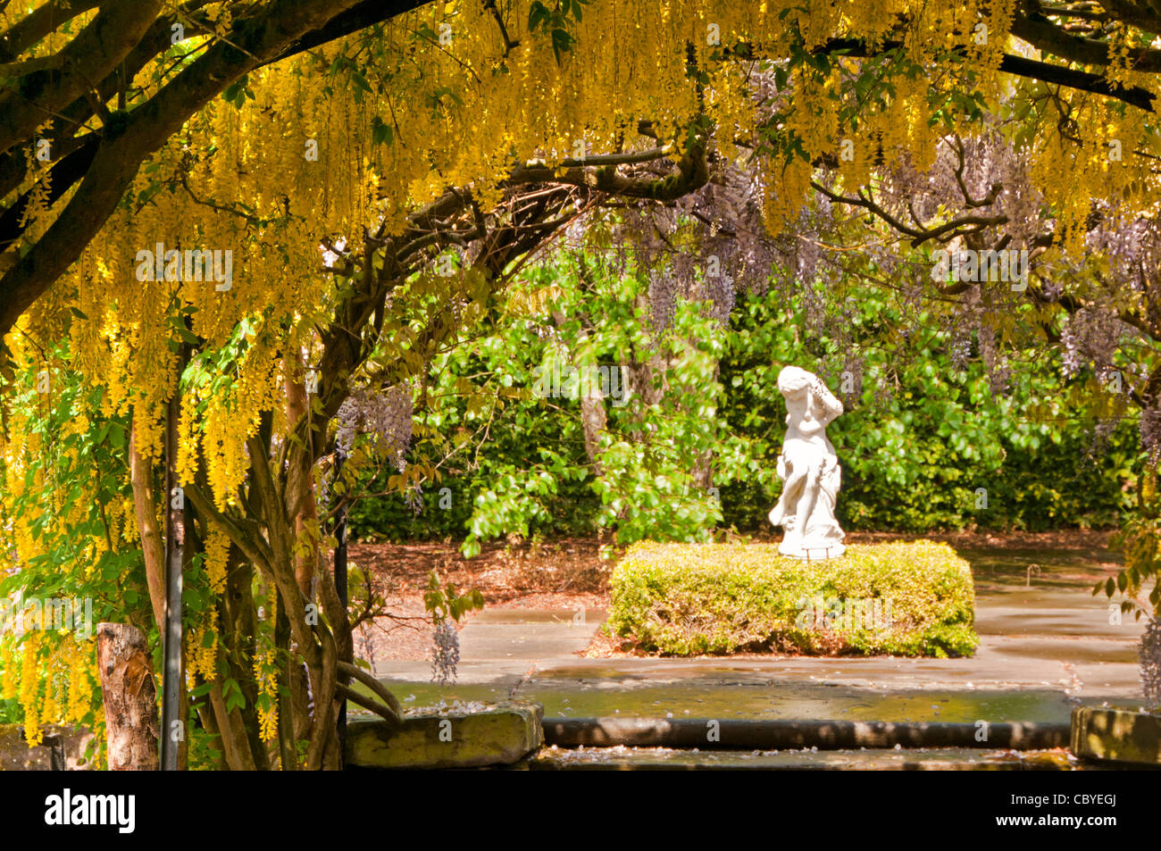 Il Maggiociondolo Arch, Ness Giardini Botanici, Ness, Wirral, Merseyside England, Regno Unito Foto Stock