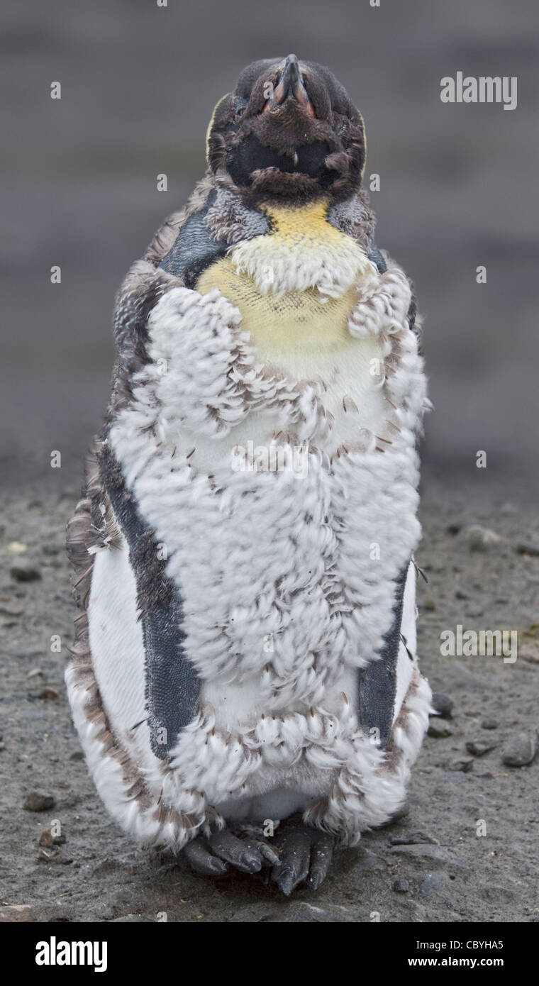 Pinguino reale (aptenodytes patagonicus) capretti moulting, Salisbury Plain, Georgia del Sud Foto Stock