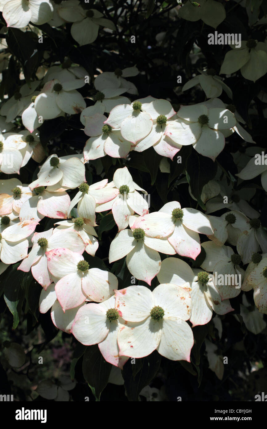 Cornus kousa var. chinensis è una fioritura estiva specie di albero di corniolo con petali di colore bianco-come brattee. Foto Stock