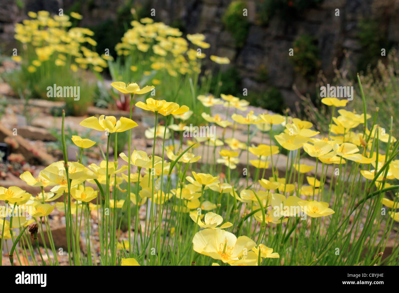 Il giallo papavero rockery alpina pianta - Papaver alpinum Foto Stock