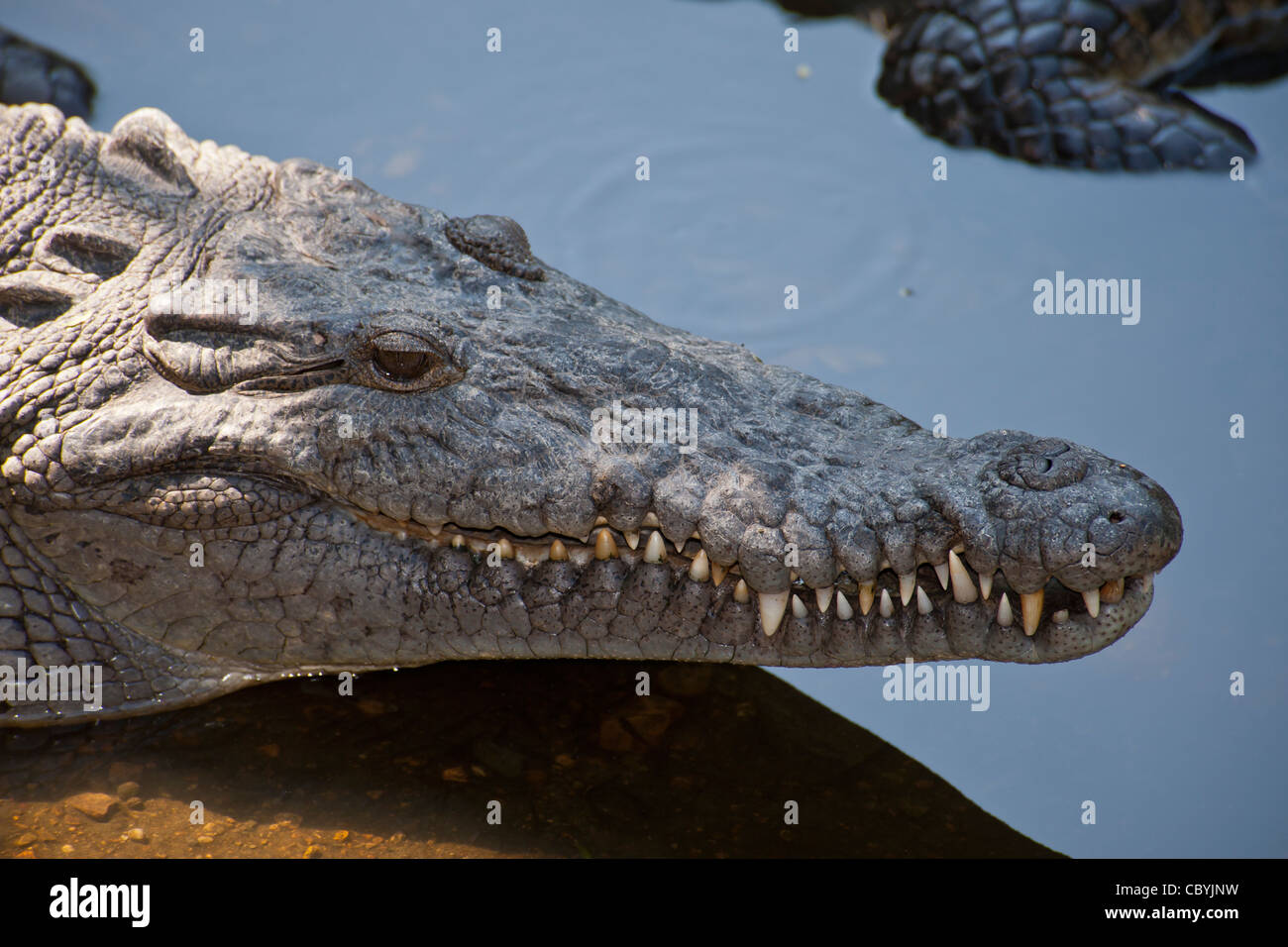 Coccodrillo americano, Crocodylus acutus, Zihuatanejo Messico Foto Stock
