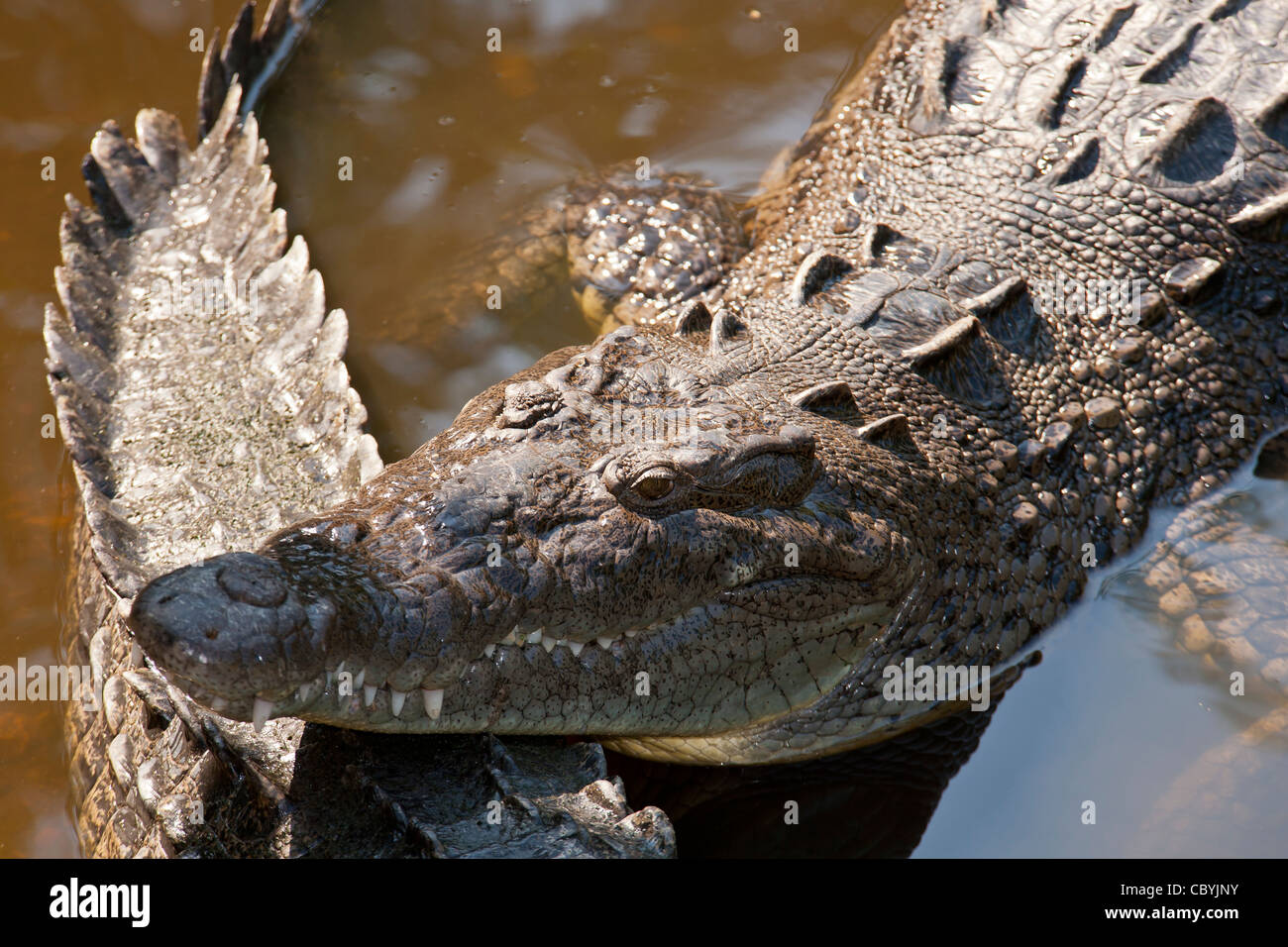 Coccodrillo americano, Crocodylus acutus, Zihuatanejo Messico Foto Stock