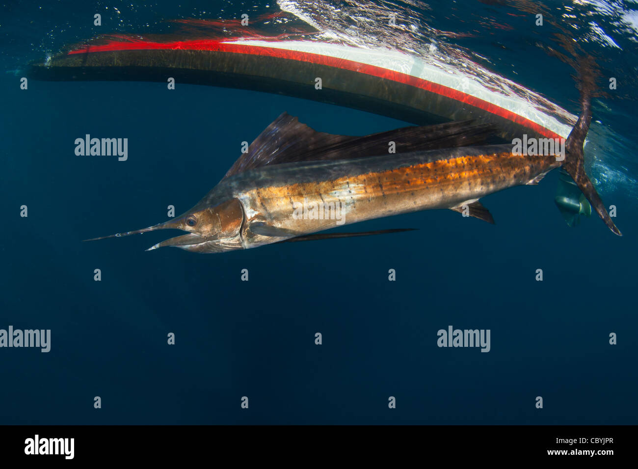 Sailfish, Istiophorus platypterus, essendo rilasciato durante un gioco grande di pesca Foto Stock