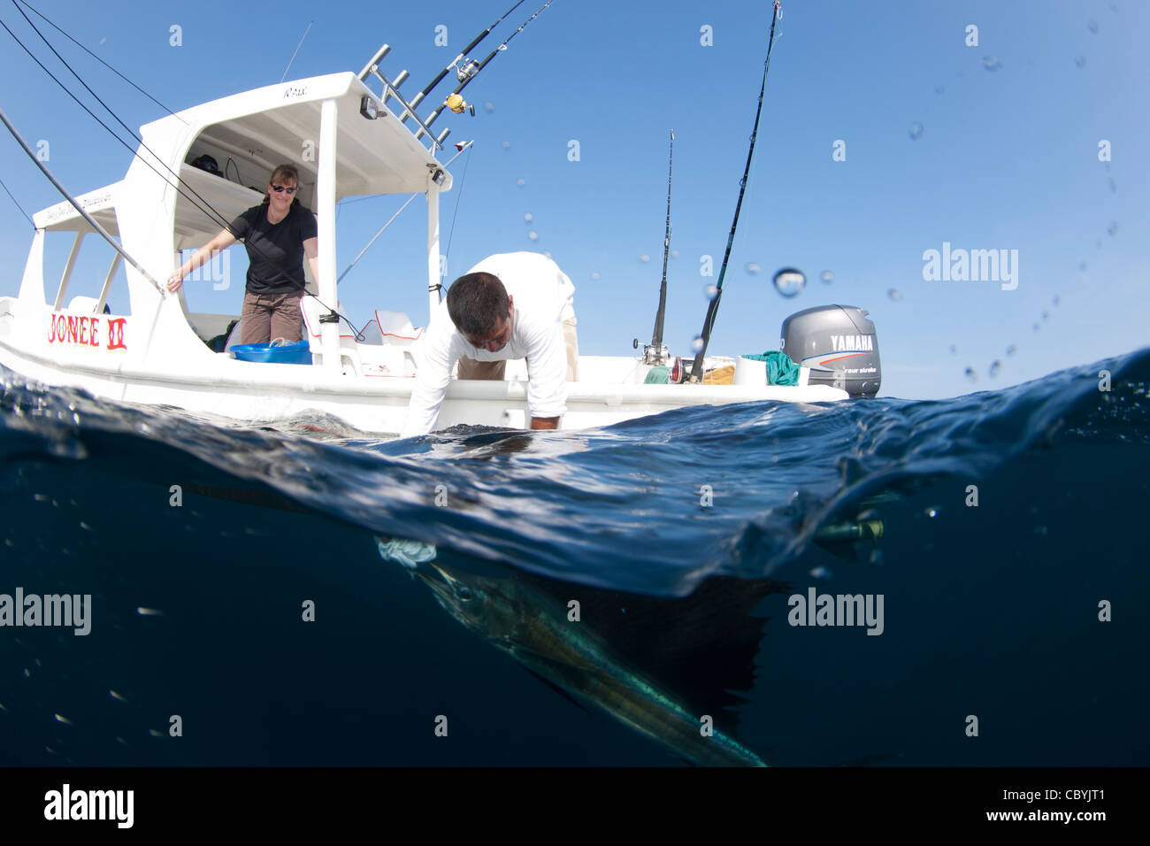 Sailfish, Istiophorus platypterus, viene catturato un gioco grande di pesca Foto Stock