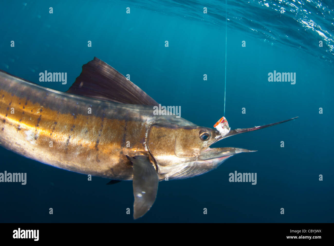 Sailfish, Istiophorus platypterus, essendo rilasciato durante un gioco grande di pesca Foto Stock