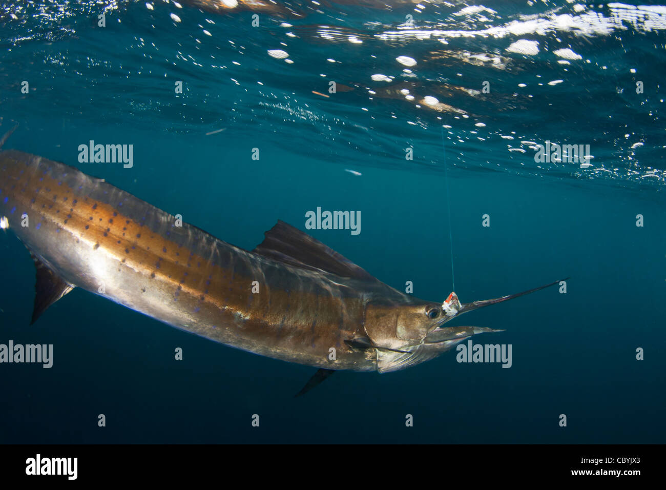 Sailfish, Istiophorus platypterus, essendo rilasciato durante un gioco grande di pesca Foto Stock