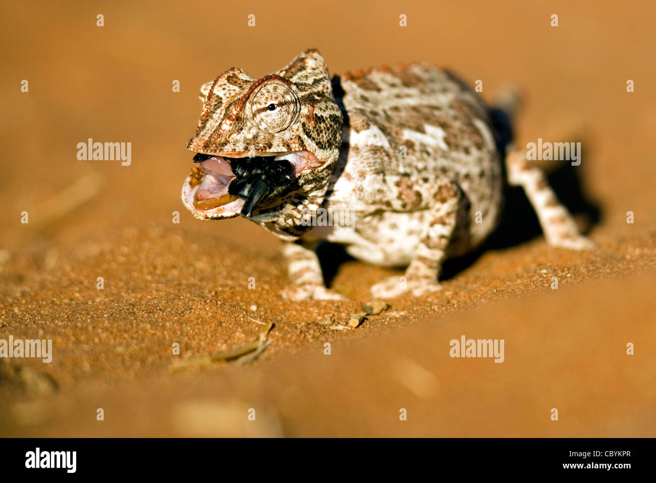 Namaqua Chameleon - Wolwedans - NamibRand Riserva Naturale - Regione di Hardap, Namibia, Africa Foto Stock